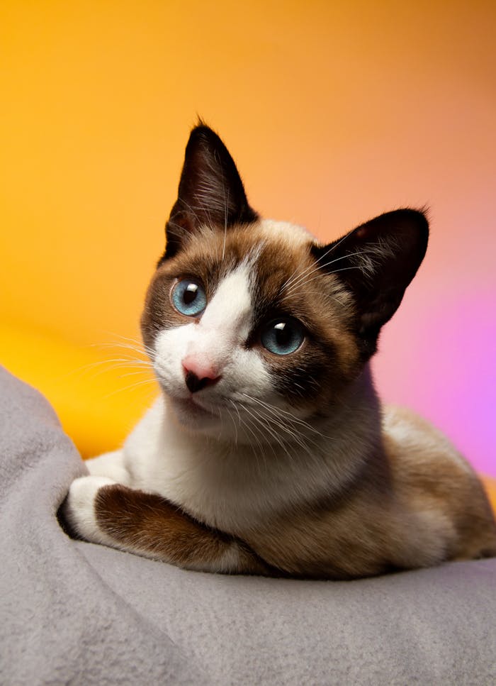 Adorable Siamese cat with bright blue eyes on a soft fabric background.